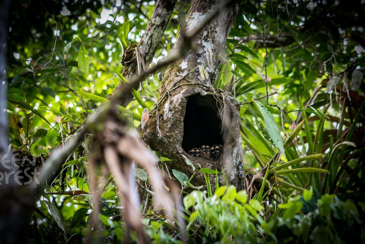 Green Forest Ecolodge Puerto Montufar Zewnętrze zdjęcie