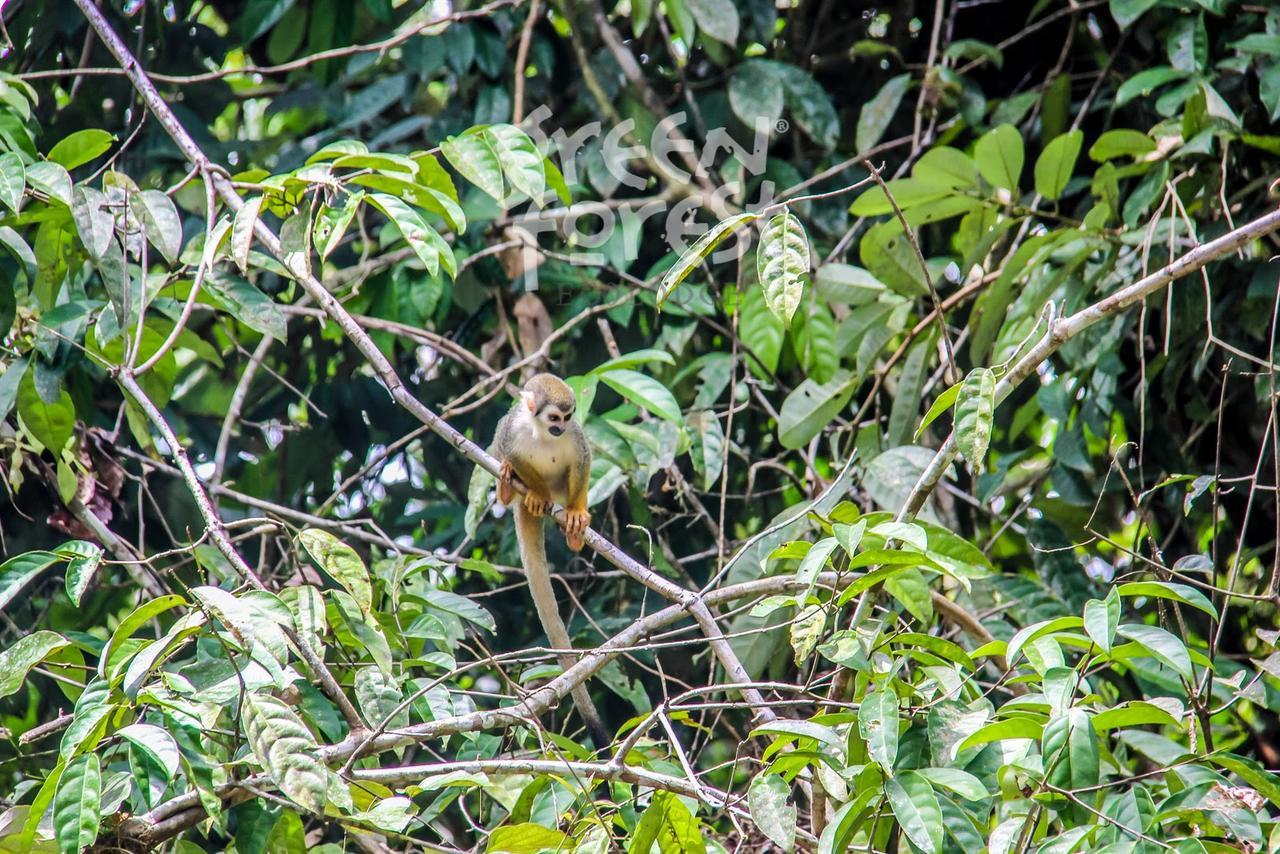 Green Forest Ecolodge Puerto Montufar Zewnętrze zdjęcie