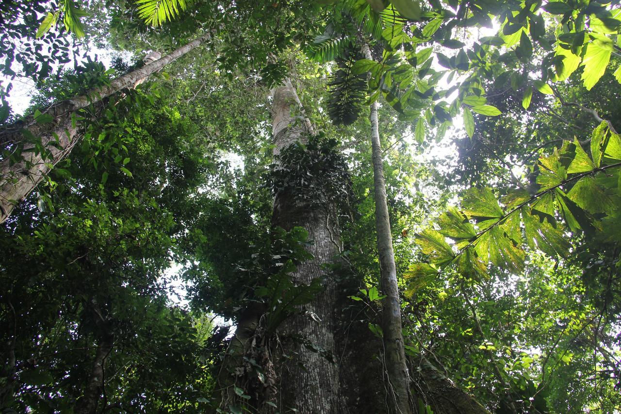 Green Forest Ecolodge Puerto Montufar Zewnętrze zdjęcie
