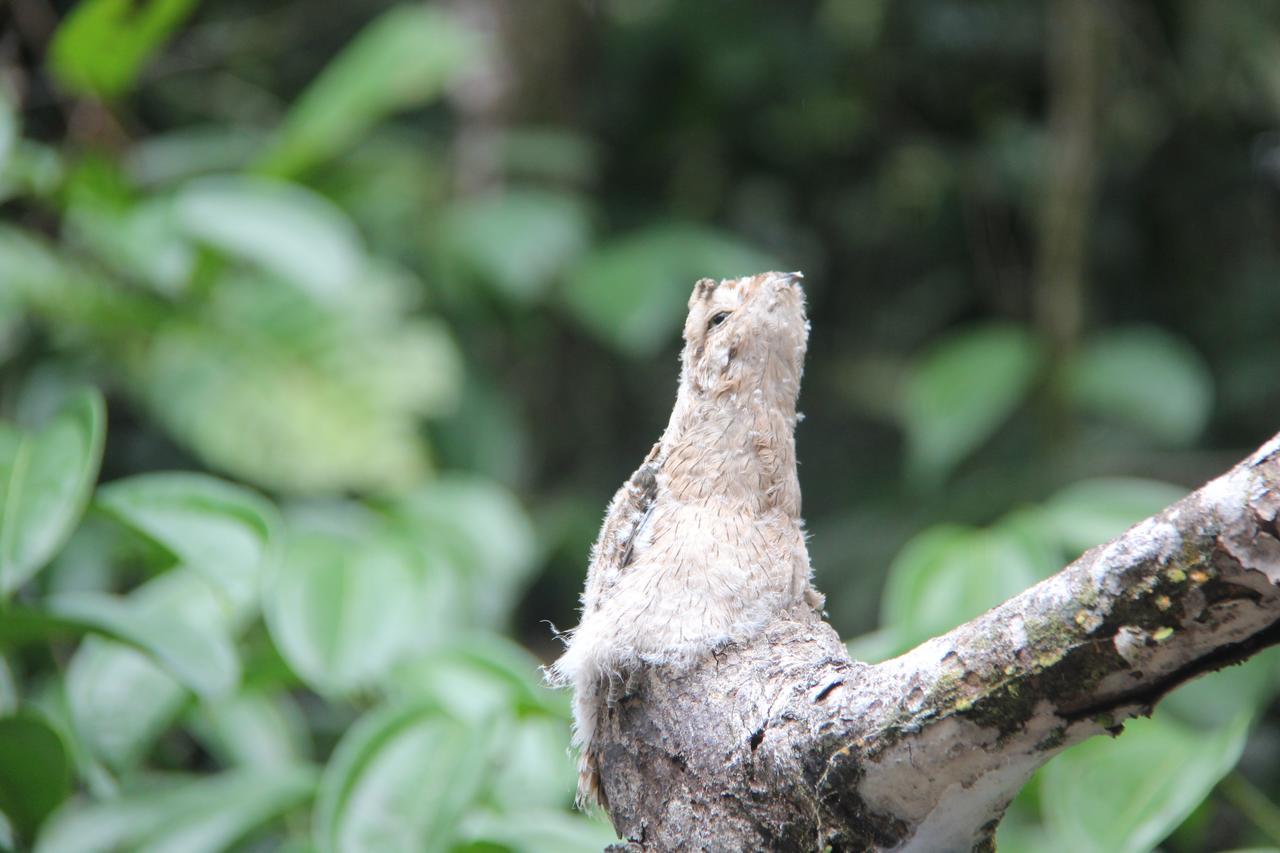 Green Forest Ecolodge Puerto Montufar Zewnętrze zdjęcie