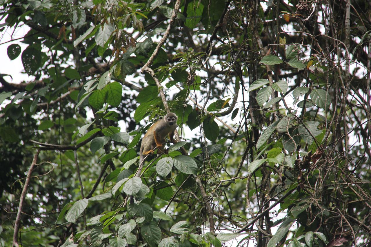 Green Forest Ecolodge Puerto Montufar Zewnętrze zdjęcie
